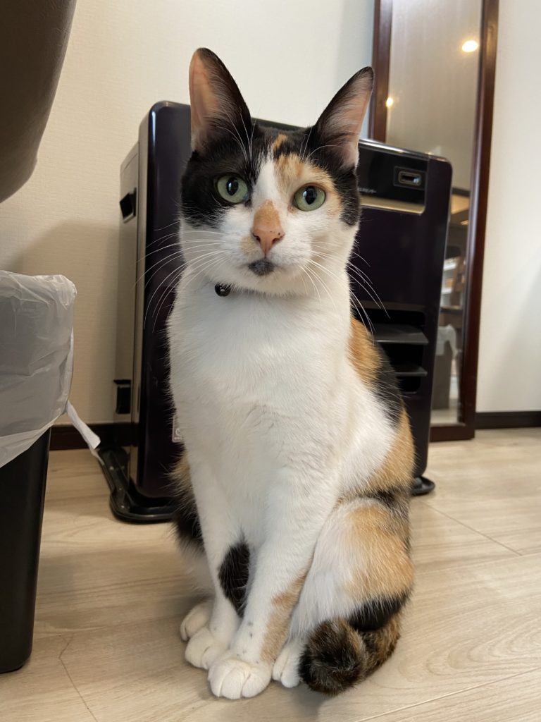 画像に alt 属性が指定されていません。ファイル名: IMG_4978-768x1024.jpg